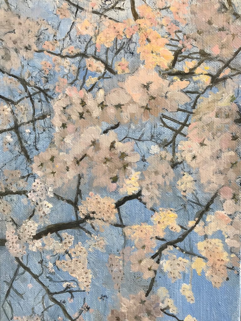 ＳＡＫＵＲＡ